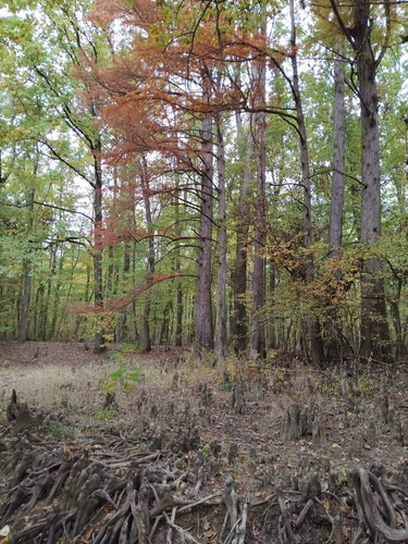 baldcypress