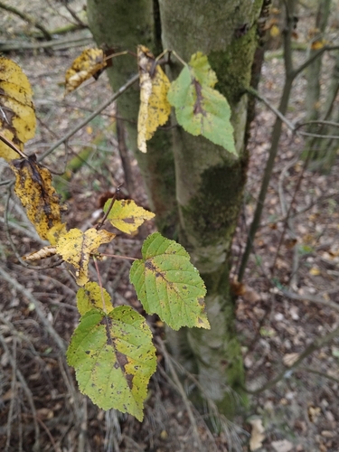 Tatarian Maple