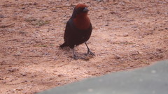 Chrysomus ruficapillus