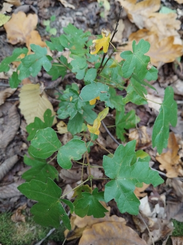 field maple