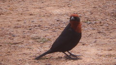 Chrysomus ruficapillus