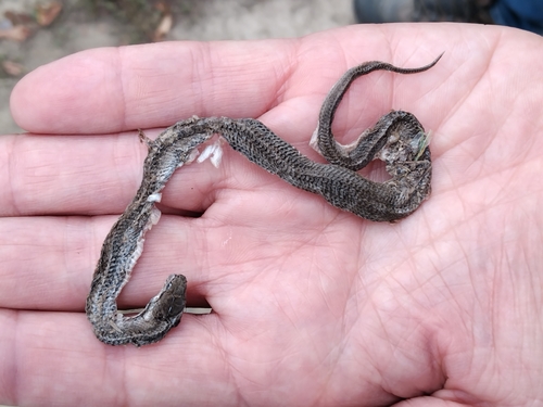Smooth Snake