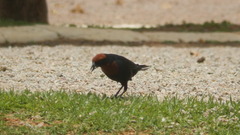 Chrysomus ruficapillus