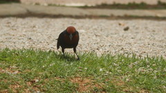 Chrysomus ruficapillus