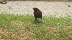 Chrysomus ruficapillus