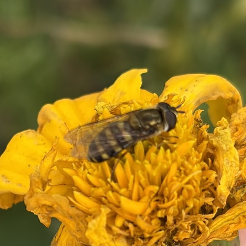 Unknown species found near Lincoln Park, Chicago, IL, US