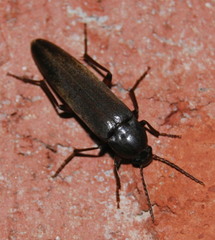 Enchodes sericea