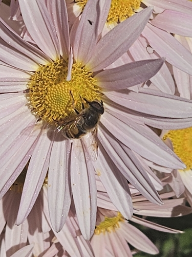 Unknown species found near New Jersey, US