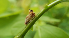 Membracidae