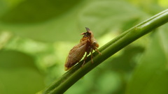 Membracidae