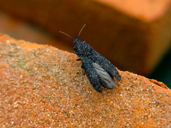 Lacon punctatus