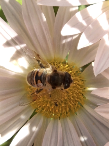 Unknown species found near New Jersey, US