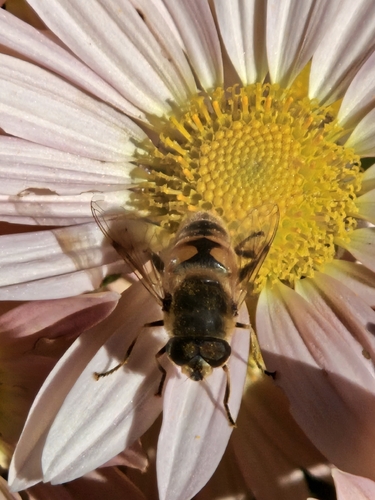 Unknown species found near New Jersey, US