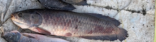 African Arowana