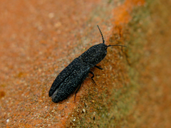 Lacon punctatus