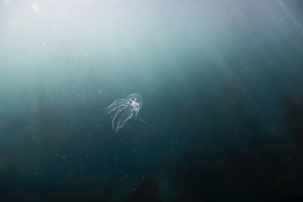 Halimedusa typus