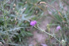 Dactylis glomerata hispanica