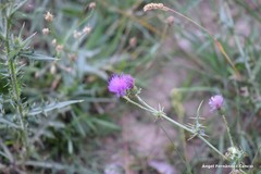 Cirsium pyrenaicum