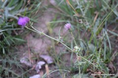 Cirsium pyrenaicum