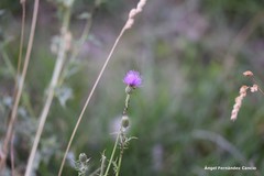 Cirsium pyrenaicum
