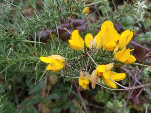 Ulex europaeus