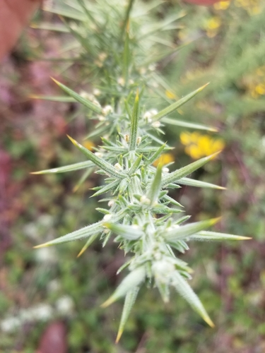Ulex europaeus