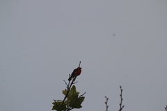 Pyrocephalus rubinus