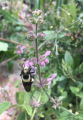 Volucella bombylans