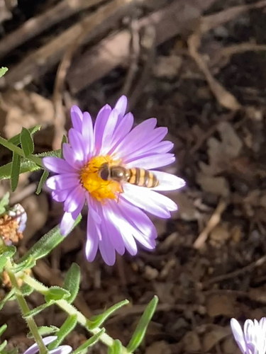 Unknown species found near Tuxedo Blvd, Webster Groves, MO, US