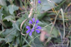 Salvia pratensis