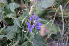 Salvia pratensis