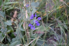 Salvia pratensis