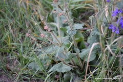 Salvia pratensis