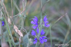 Salvia pratensis