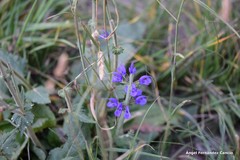 Salvia pratensis