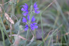 Salvia pratensis
