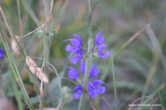 Salvia pratensis