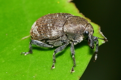 Homoreda murina