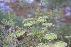 Seseli montanum