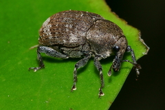 Homoreda murina
