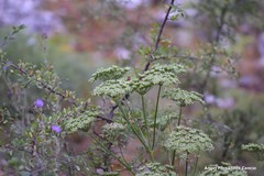 Seseli montanum