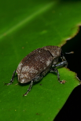 Homoreda murina