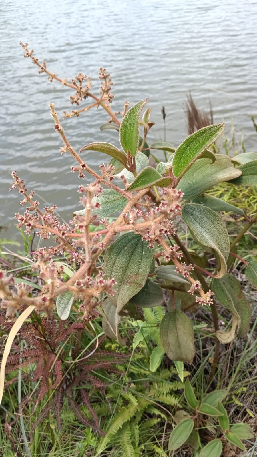 Miconia auricoma
