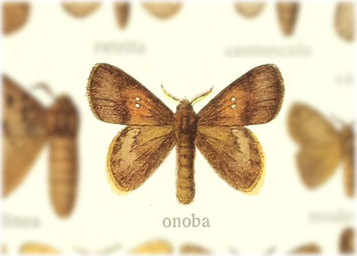 Euglyphis onoba