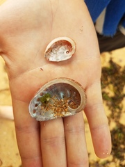 Haliotis coccoradiata