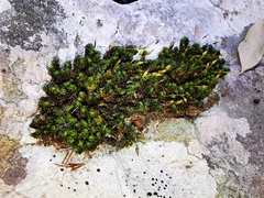 Ptychomitrium serratum