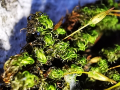 Ptychomitrium serratum