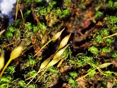 Ptychomitrium serratum