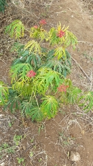 Jatropha multifida