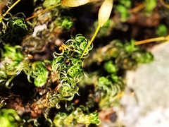 Ptychomitrium serratum